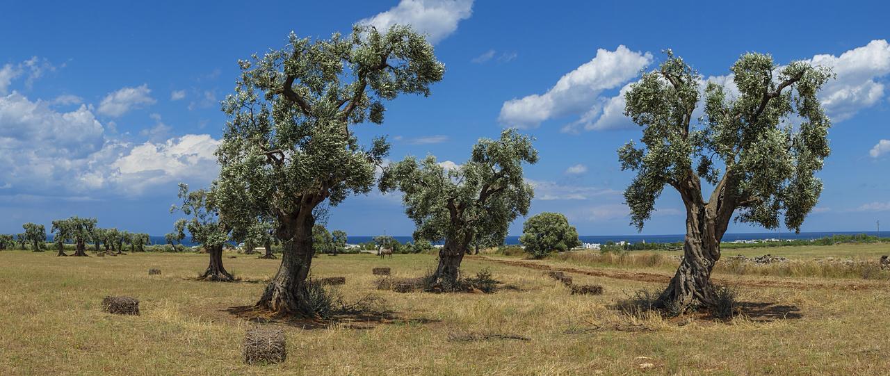 Masseria Palombara Grande ออสตูนี ภายนอก รูปภาพ