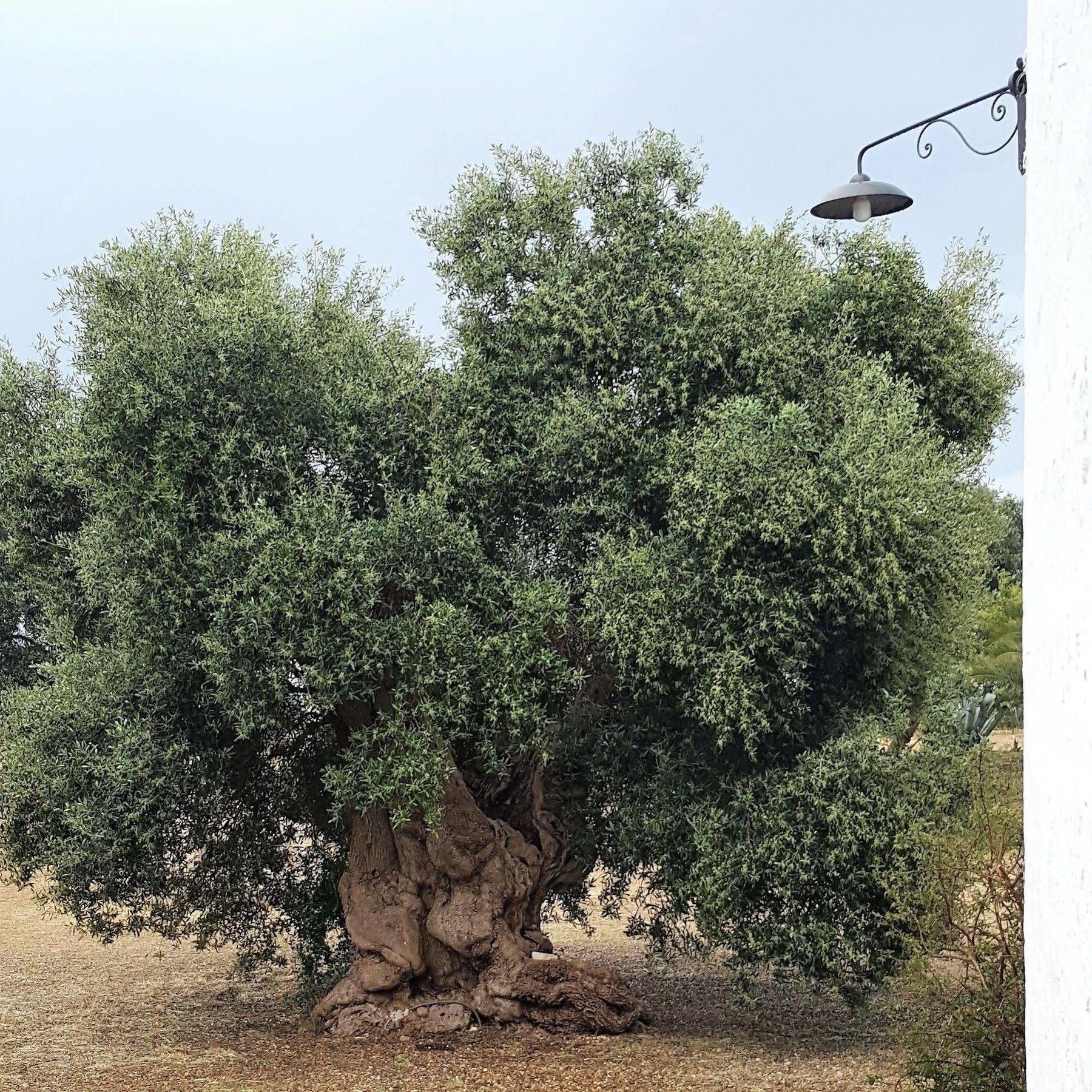 Masseria Palombara Grande ออสตูนี ภายนอก รูปภาพ